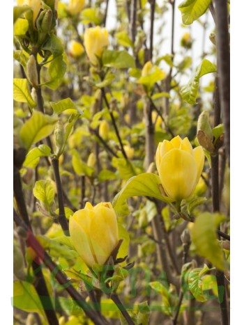 Магнолия  (Magnolia Yellow Birtd)